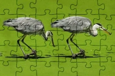 Foto jigsaw puzzle