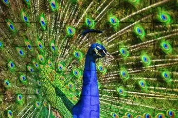 Foto jigsaw puzzle