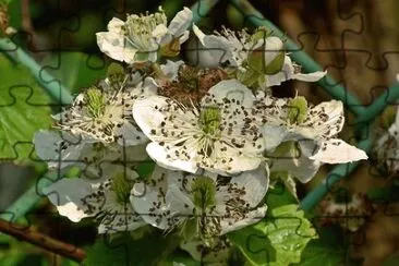OK jigsaw puzzle