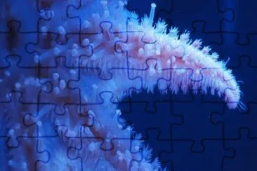 Estrella de Mar jigsaw puzzle