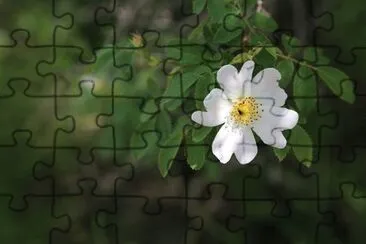 OK jigsaw puzzle