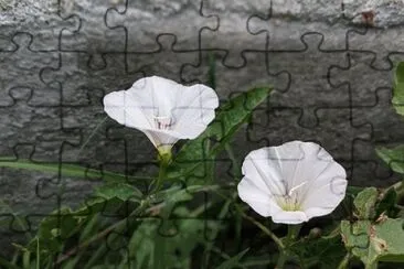 OK jigsaw puzzle