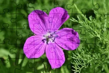 OK jigsaw puzzle