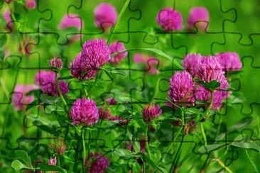 OK jigsaw puzzle