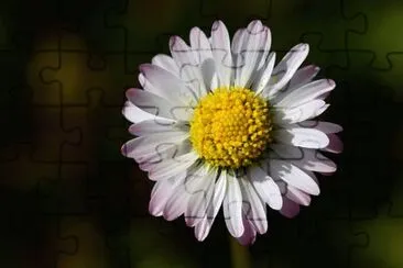 OK jigsaw puzzle