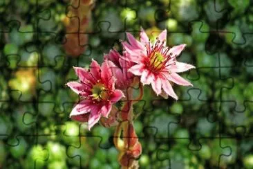 OK jigsaw puzzle