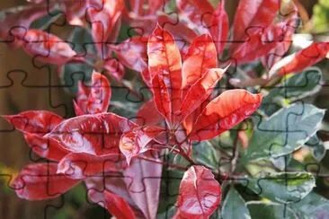 OK jigsaw puzzle