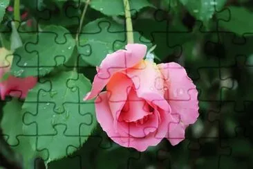 OK jigsaw puzzle