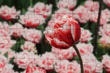 OK jigsaw puzzle