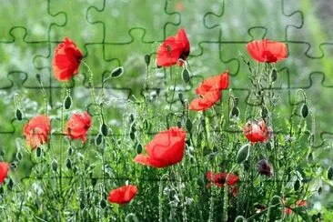 OK jigsaw puzzle
