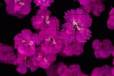 OK jigsaw puzzle
