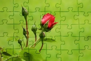 OK jigsaw puzzle