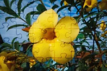 OK jigsaw puzzle