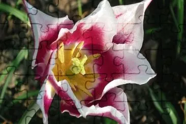 OK jigsaw puzzle