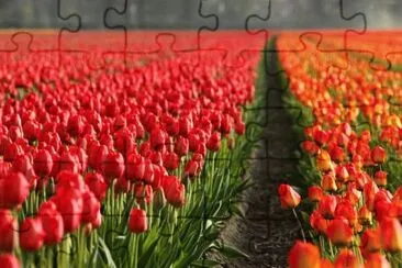 OK jigsaw puzzle