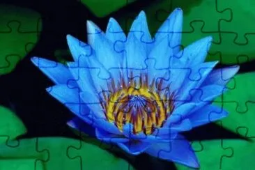 223 jigsaw puzzle