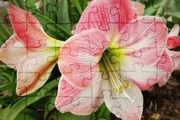 OK jigsaw puzzle