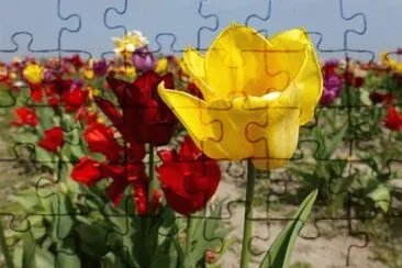 OK jigsaw puzzle