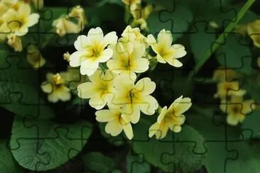 OK jigsaw puzzle