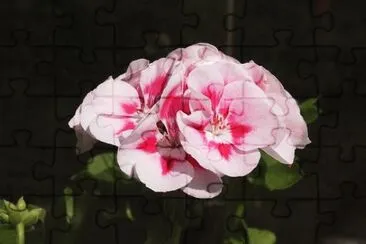 OK jigsaw puzzle