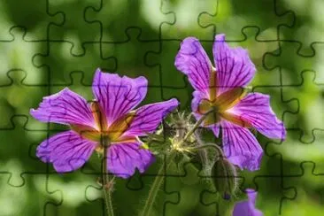 OK jigsaw puzzle