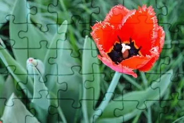 OK jigsaw puzzle
