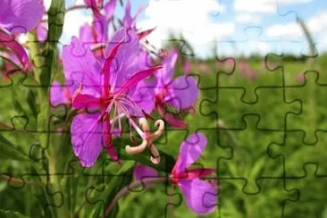 OK jigsaw puzzle