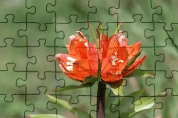 OK jigsaw puzzle