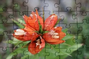 OK jigsaw puzzle