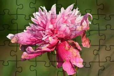 OK jigsaw puzzle