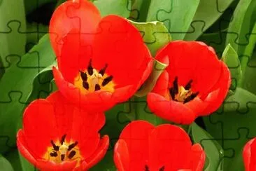 OK jigsaw puzzle