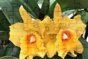 OK jigsaw puzzle