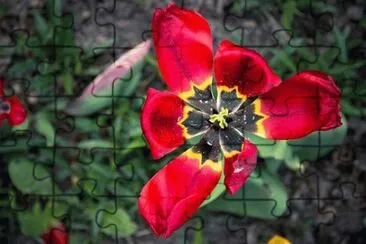 OK jigsaw puzzle
