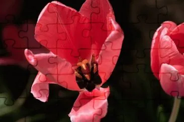 OK jigsaw puzzle