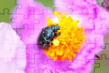 OK jigsaw puzzle