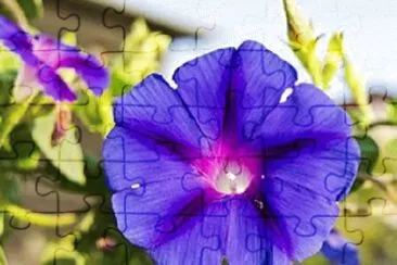  jigsaw puzzle