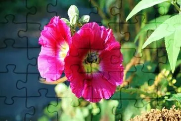  jigsaw puzzle