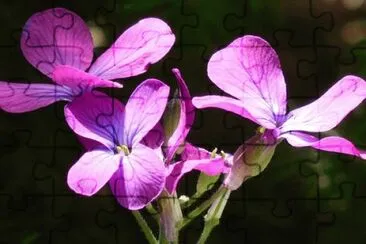  jigsaw puzzle