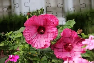  jigsaw puzzle