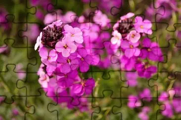  jigsaw puzzle