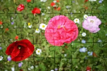  jigsaw puzzle