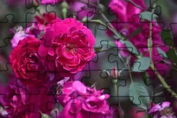OK jigsaw puzzle