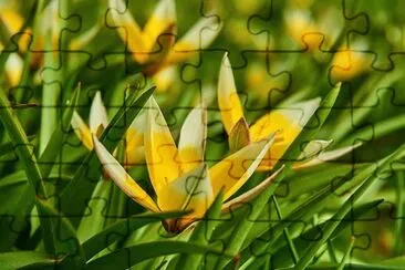 OK jigsaw puzzle