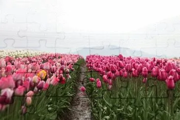 OK