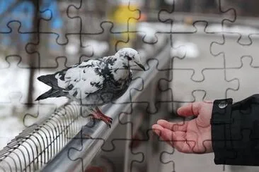 Foto jigsaw puzzle