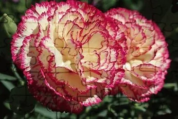 OK jigsaw puzzle