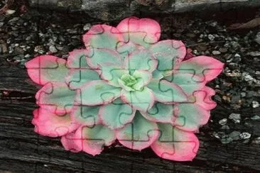 308 jigsaw puzzle