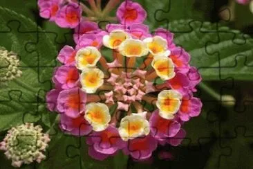  jigsaw puzzle