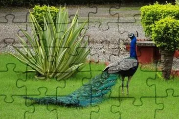 Foto jigsaw puzzle