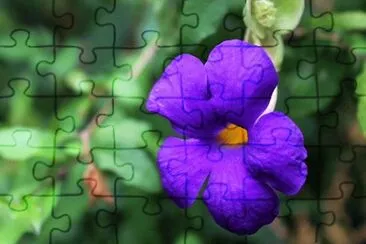  jigsaw puzzle
